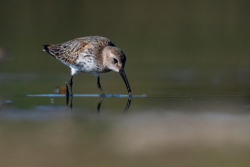 Dunlin (Calidris alpina) feeding on a muddy lake. Cute brown shorebird wader in its environment, detailed portrait. Wildlife scene from nature Czech Republic