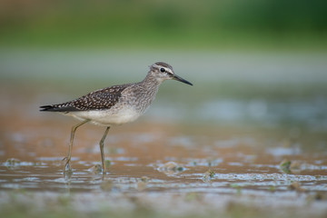 Wood Sandpiper (Tringa glareola) walking and hunting in the water in a small lake. Beautiful shorebird with its reflection. Wildlife scene from nature. Moravia, Czech Republic