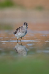 Wood Sandpiper (Tringa glareola) walking and hunting in the water in a small lake. Beautiful shorebird with its reflection. Wildlife scene from nature. Moravia, Czech Republic