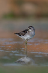 Wood Sandpiper (Tringa glareola) walking and hunting in the water in a small lake. Beautiful shorebird with its reflection. Wildlife scene from nature. Moravia, Czech Republic