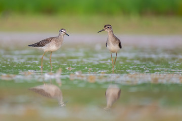 Wood Sandpiper (Tringa glareola) walking and hunting in the water in a small lake. Beautiful shorebird with its reflection. Wildlife scene from nature. Moravia, Czech Republic