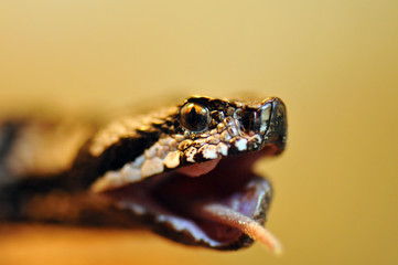 Vipère aspic (vipera aspis atra)