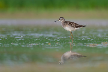 Wood Sandpiper (Tringa glareola) walking and hunting in the water in a small lake. Beautiful shorebird with its reflection. Moravia, Czech Republic