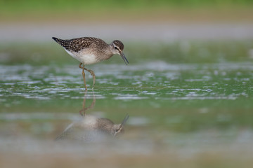 Wood Sandpiper (Tringa glareola) walking and hunting in the water in a small lake. Beautiful shorebird with its reflection. Moravia, Czech Republic