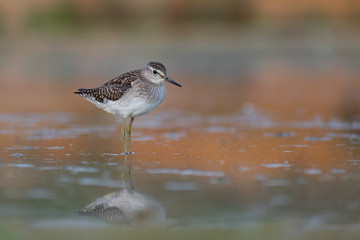Wood Sandpiper (Tringa glareola) walking and hunting in the water in a small lake. Beautiful shorebird with its reflection. Moravia, Czech Republic