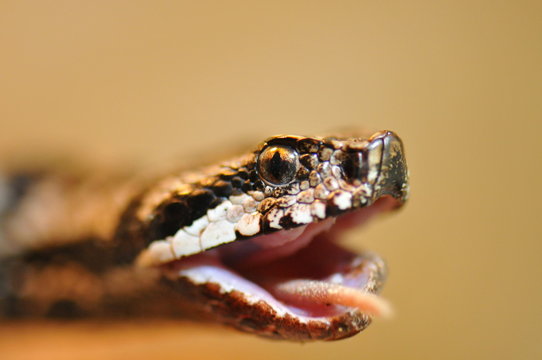 Vip&egrave;re aspic (vipera aspis atra)