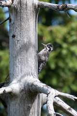 Eurasian Three-toed Woodpecker (Picoides tridactylus) sitting on a tree in dark forest. Šumava NP, Czech Republic