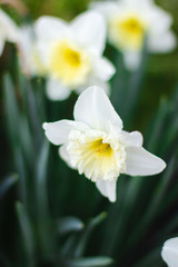 White daffodils close-up on a bright sunny day on green background.  Pictures of white flowers close up. White narcissus on green bokeh background