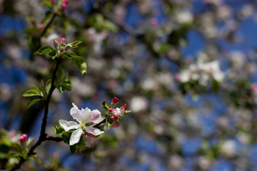 close-up on apple blossoms 