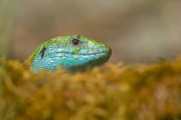European green lizard (Lacerta viridis) sunning on a rock in its habitat. Green and blue reptile detailed portrait. Colorful lizard in its habitat. Wildlife scene from nature. Czech Republic
