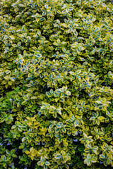 composition with an expanded euonymus