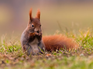 Eurasian red squirrel (Sciurus vulgaris) feeding in the grass. Beautiful squirrel in golden light. Czech Republic