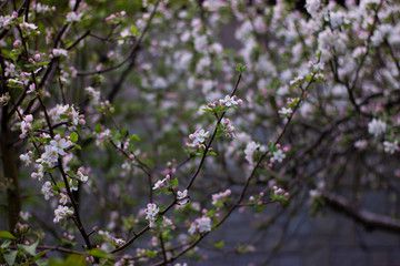 apple blossoms growing upwards