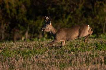European roe deer (Capreolus capreolus) jumping on a field in the morning light. Czech Republic