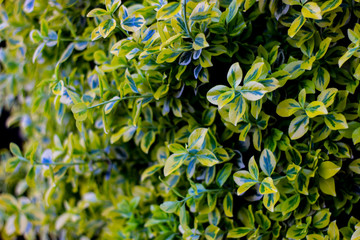 composition with an expanded euonymus