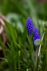 sapphires growing out of the grass