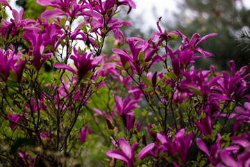 romantic magnolia bathed in the glow of the evening light
