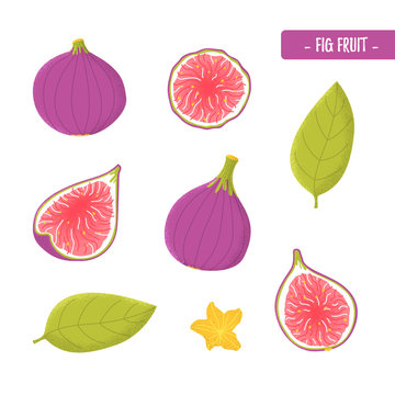 figs fruit in modern flat style