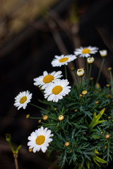 daisies in a pot