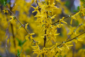 close-up of blooming forsythia with bokeh effect and wide depth of field