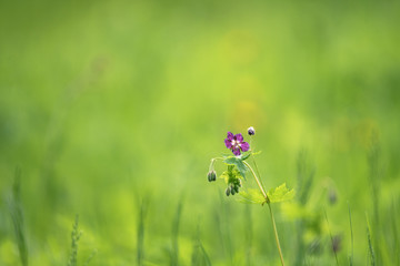 spring meadow with flowers