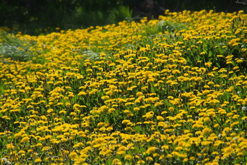 Fototapeta premium springtime meadow full of blossoming dandelions, Taraxacum officinale