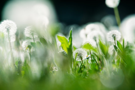 Close up of garden with blurry and focused dandelions and grasses lightened by sun
