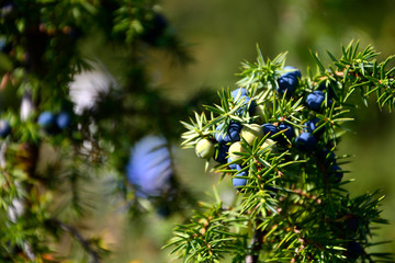 Juniper branches with blue berries.