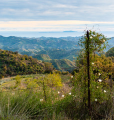 Wildflowers on Sulpher Mountain on the border of Ojai and Ventura, California 