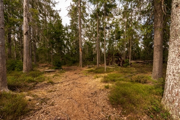 Wald im Tannermoor