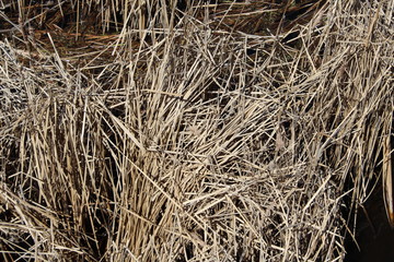 close up of straw