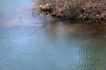 grass in the river