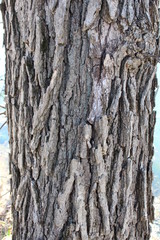 Fototapeta premium tree bark background