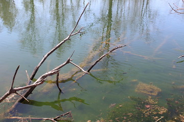 reflection of trees in the water
