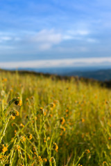 Wildflowers on Sulpher Mountain on the border of Ojai and Ventura, California 