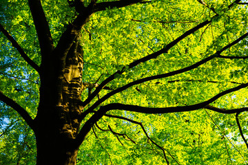 Lush spring forest greenery. Bottom view of decidious tree illuminate by sun
