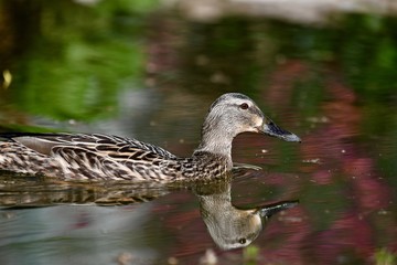 Fototapeta premium Mallards duck on garden pond