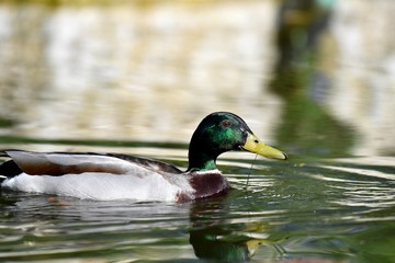 Obraz premium Mallards duck on garden pond