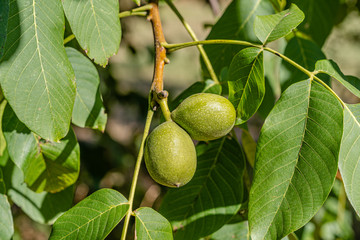 Walnuts a growing ontree branch in organic farming, scientific name: juglans of the family Juglandaceae