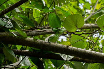 Green basilisk, Jesus Christ lizard