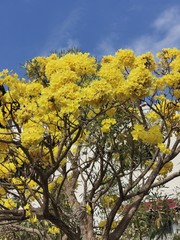 yellow tree with blue sky