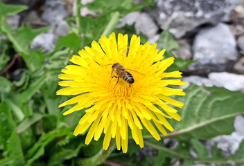 bee on dandelion closeup
