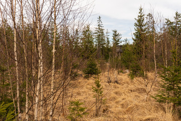 Wald im Tannermoor