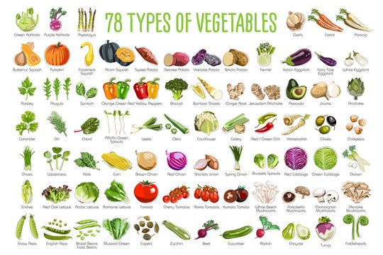 78 Vegetables icons - This collection includes 78 icons of colorful Vegetables roots and leaves