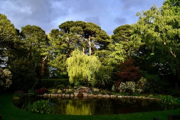 Rainy sunset in the garden