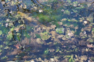 green moss on the rocks