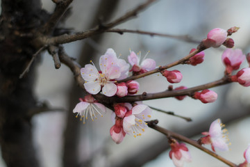 Spring white-pink flowers on Blooming Apricot tree branch