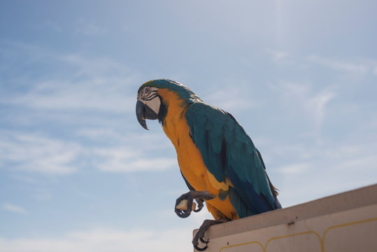 portrait of a blue-and-yellow macaw parrot against the sky