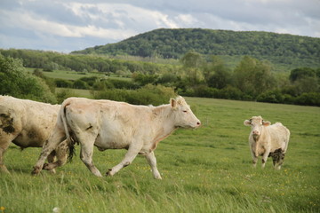 Fototapeta premium Charolais domestic beef cattle herd