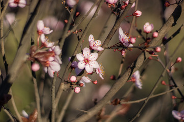 Pink Apple flowers in Spring blooming
